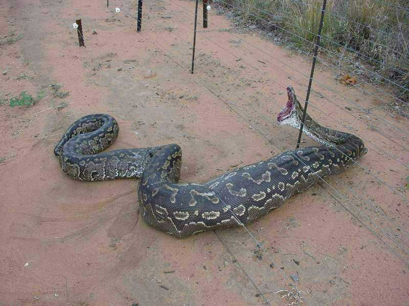 Python Eats Alligator Explodes