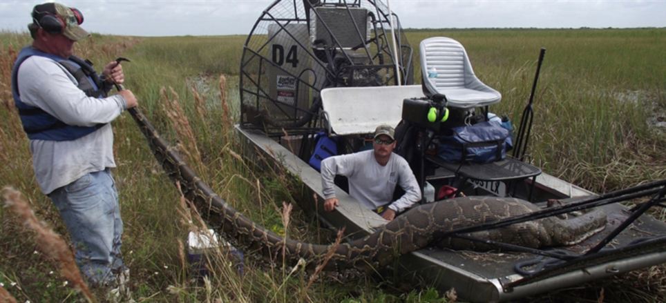 Python Eats Alligator Florida