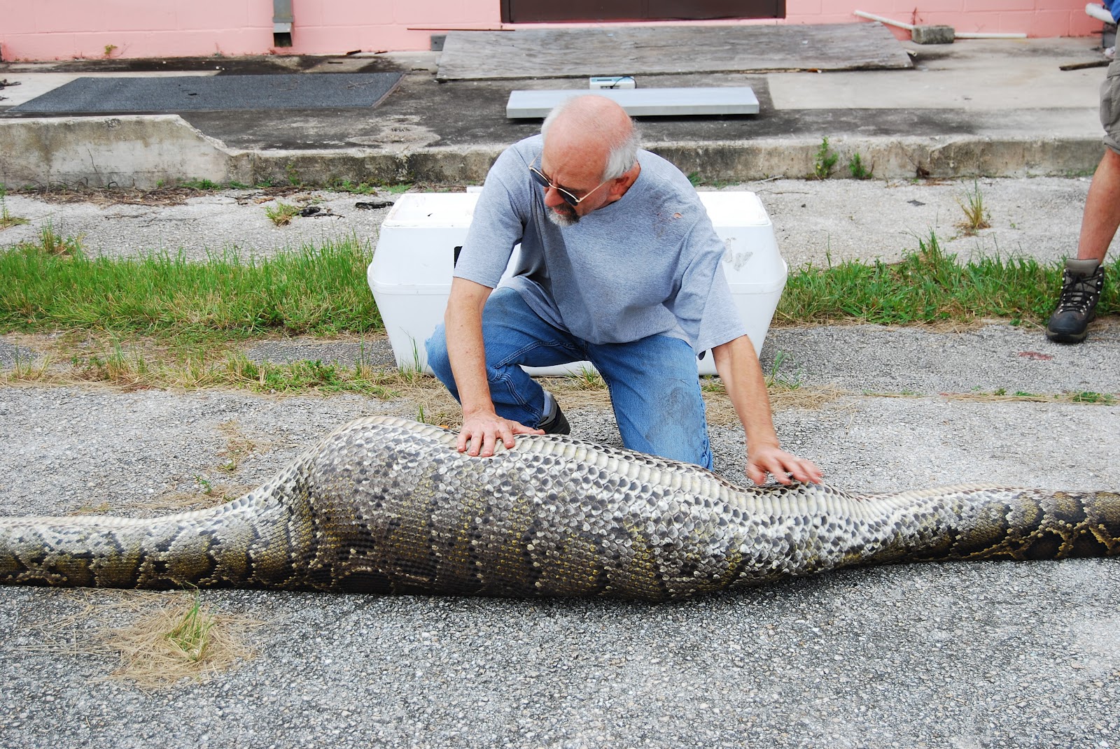 Python Eats Alligator Florida