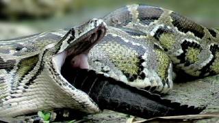 Python Eats Alligator Then Explodes