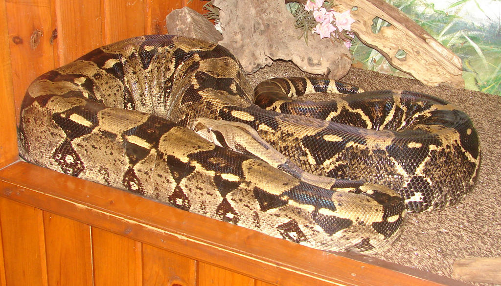 Python Snake