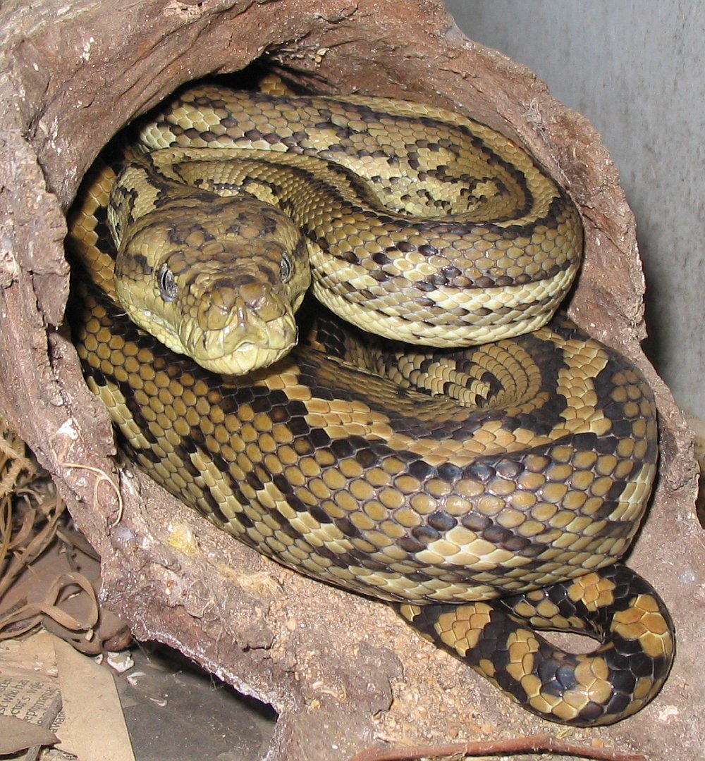 Python Snake