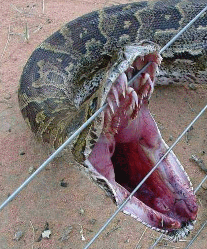 Python Snake Bite