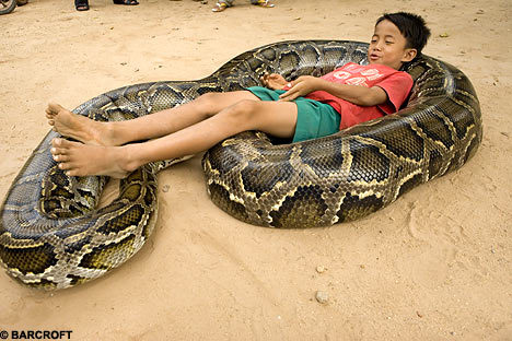 Python Snake Eating