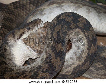 Python Snake Eating