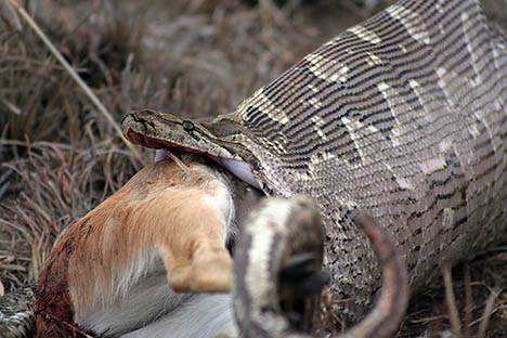 Python Snake Eating A Cow