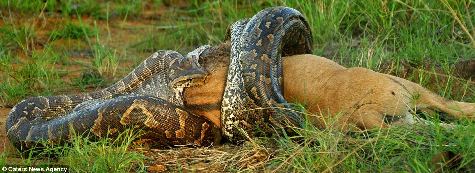 Python Snake Eating A Cow