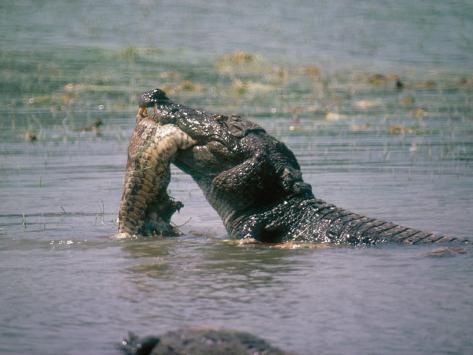 Python Snake Eating Alligator