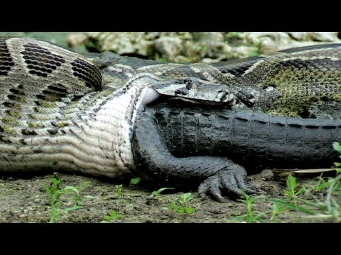 Python Snake Eating Alligator