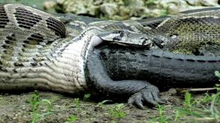 Python Snake Eating Crocodile