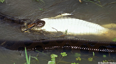 Python Snake Eating Crocodile