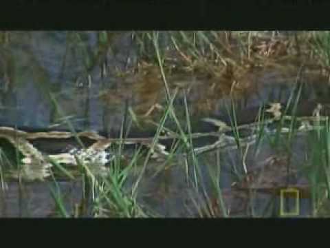 Python Snake Eating Crocodile