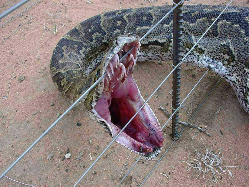 Python Snake Eating Crocodile