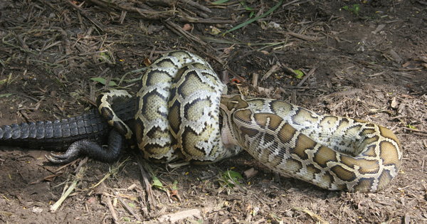 Python Snake Eating Crocodile