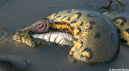 Python Snake Eating Crocodile