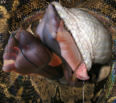 Python Snake Eating Human