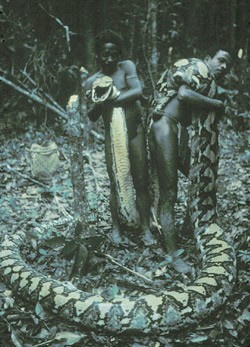 Python Snake Eating Man