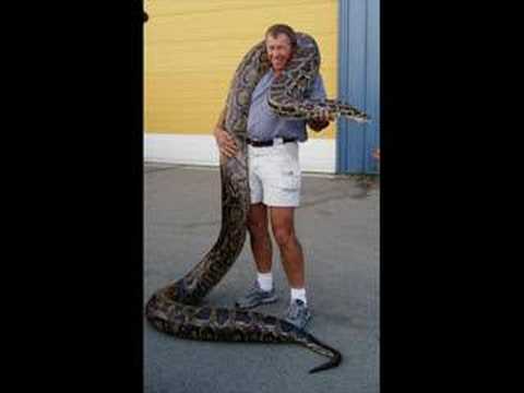 Python Snake Eating Man Video