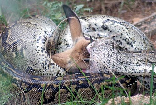 Python Snake Eating Monkey