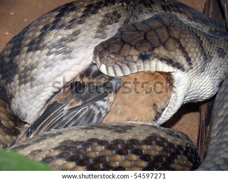 Python Snake Eating People