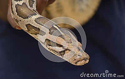 Python Snake Head