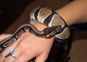 Python Snake Head