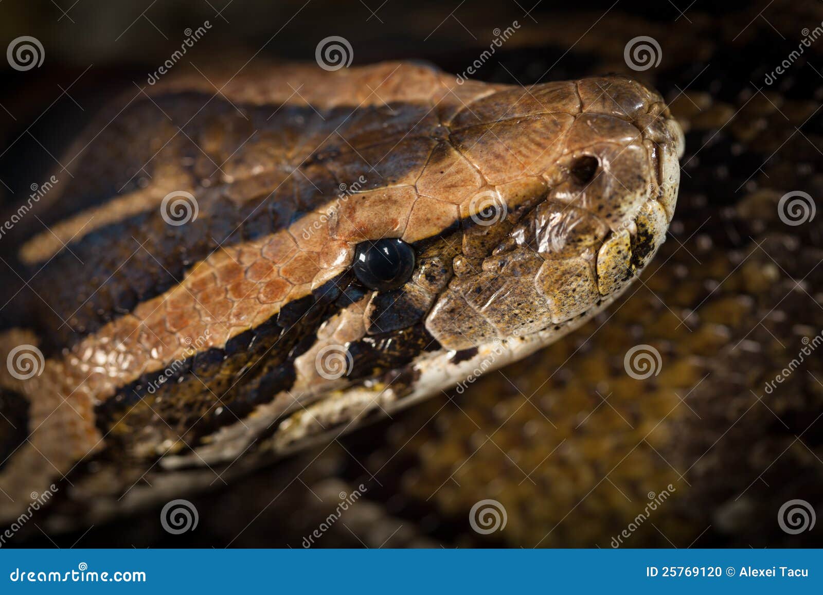 Python Snake Images