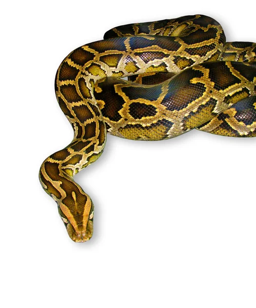 Python Snake Images