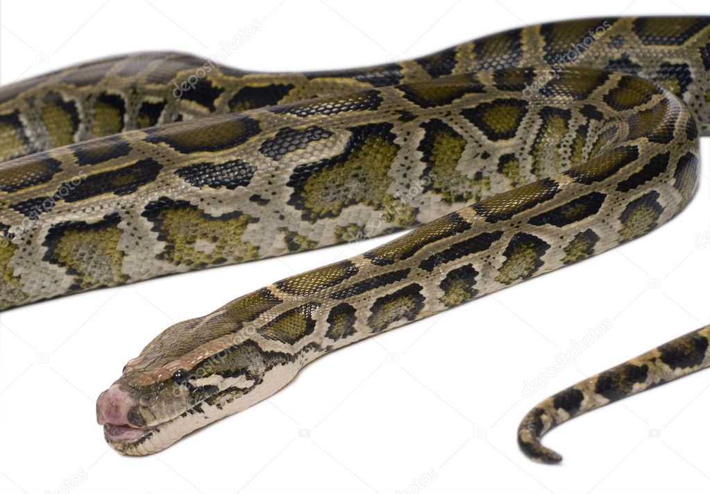 Python Snake Images