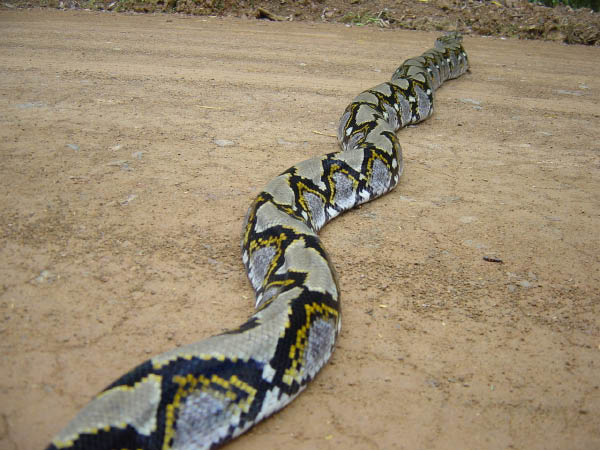 Python Snake Images