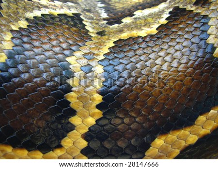 Python Snake Skin Pattern