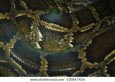 Python Snake Skin Pattern