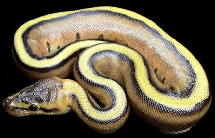 Python Snake Yellow