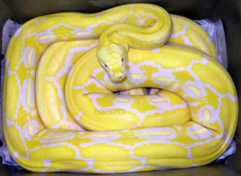 Python Snake Yellow