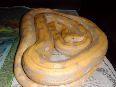 Python Snake Yellow