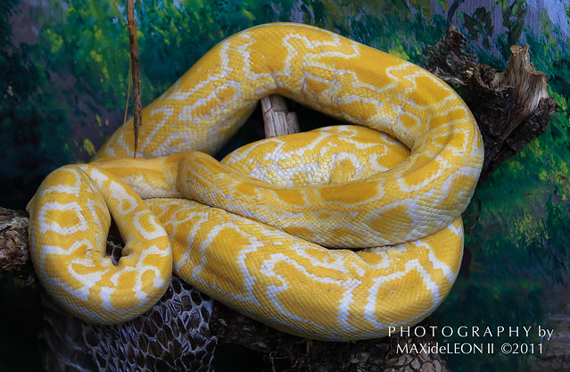 Python Snake Yellow