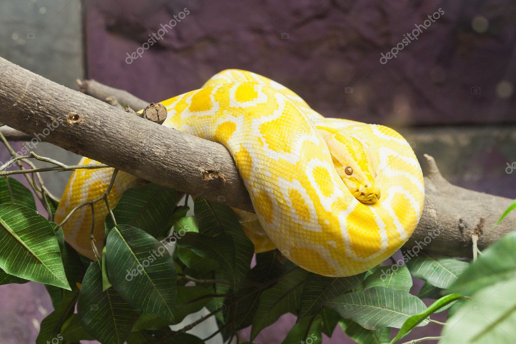 Python Snake Yellow