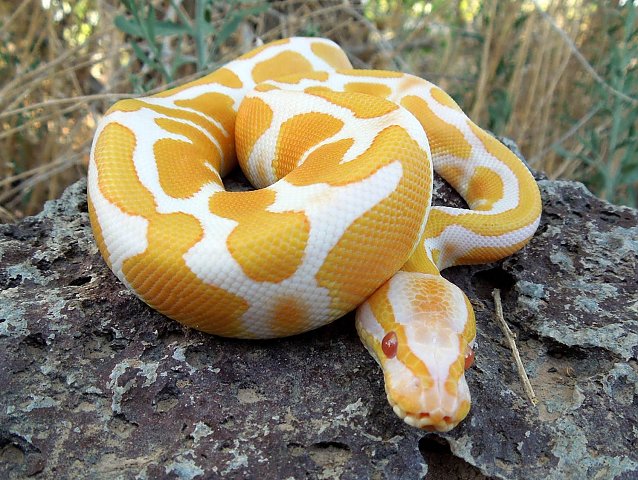 Python Snake Yellow