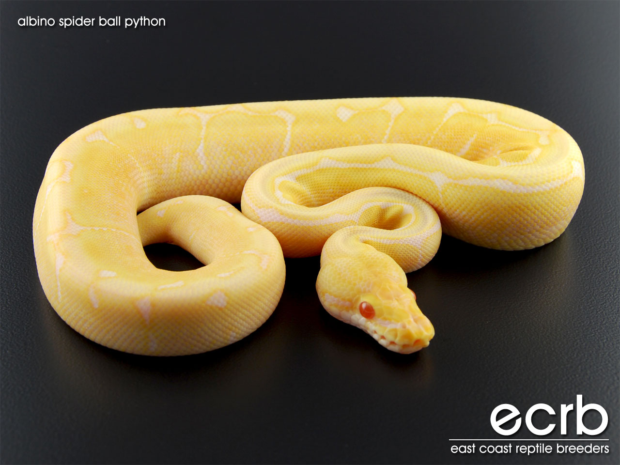 Python Snake Yellow