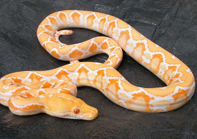 Python Snake Yellow