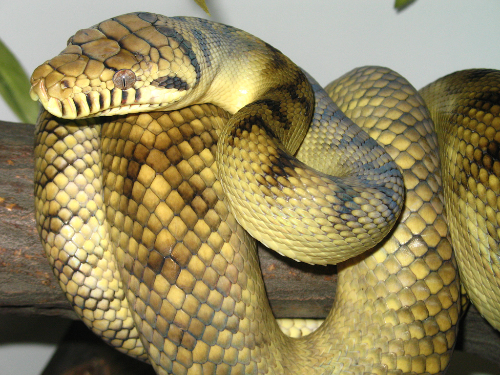 Python Snake Yellow