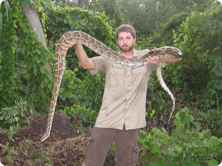 Pythons In Florida