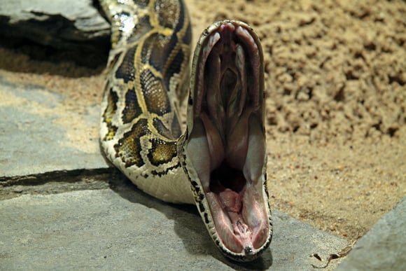 Pythons In Florida Everglades