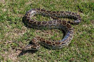 Pythons In Florida Everglades