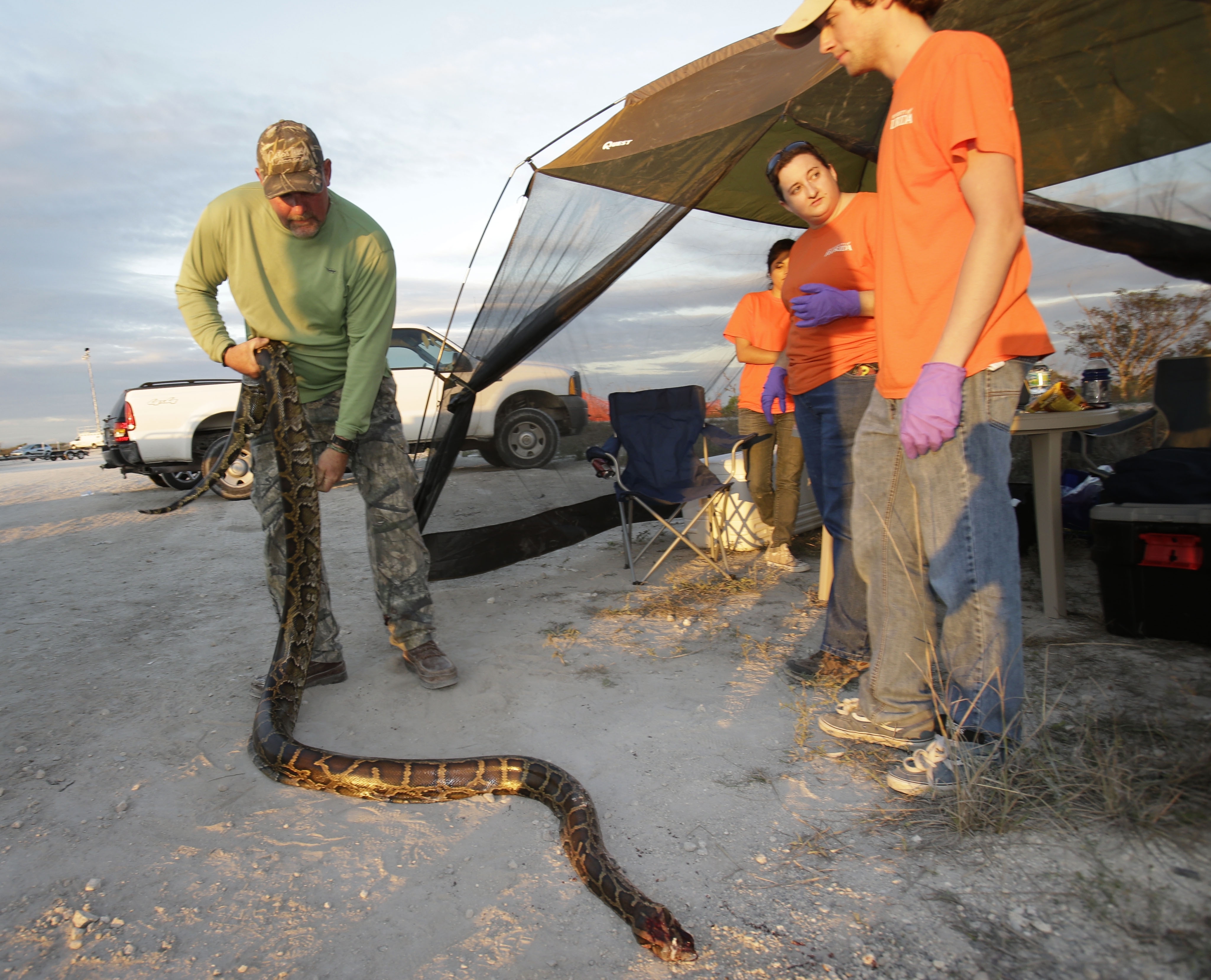 Pythons In Florida Video