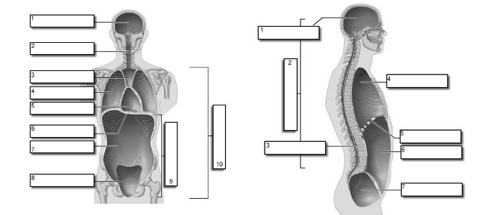 Quizlet Anatomy And Physiology Chapter 10