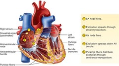 Quizlet Anatomy And Physiology Chapter 11