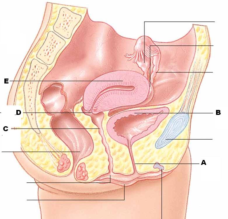 Quizlet Anatomy And Physiology Chapter 11