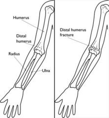 Quizlet Anatomy And Physiology Chapter 11