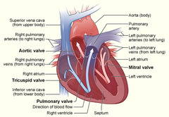 Quizlet Anatomy And Physiology Chapter 12